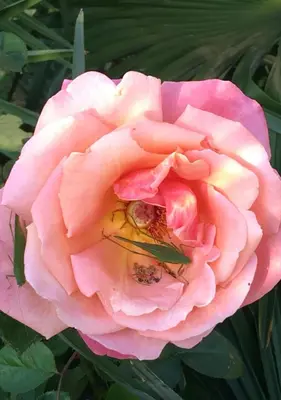 a pink rose with a bee on it at Pension Planta in Merano