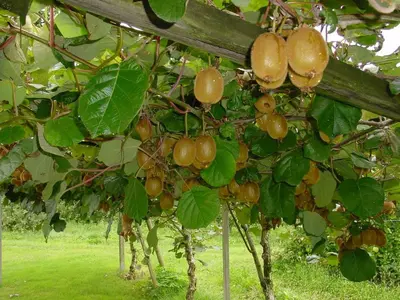a bunch of fruit hanging from a tree at Pension Appartment Hecherhof in Merano