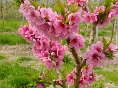 a bunch of pink flowers on a tree at Pension Appartment Hecherhof in Merano
