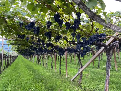 a row of blueberries hanging from trees in a vineyard at Hotel Garni Vinea Montis in Termeno