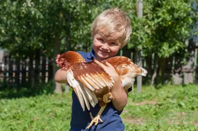 a young boy holding a chicken in a field at Winklerhof Apartments in Brunico