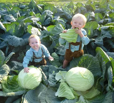 two babies are standing in cabbage plants at Winklerhof Apartments in Brunico