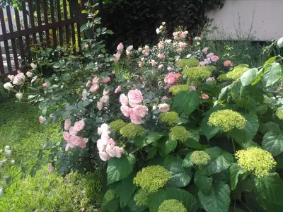 a garden with pink roses and green plants at Haus Tinkhauser in Vilpiano