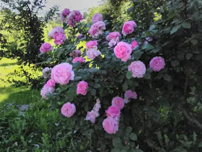 a bunch of pink roses in a garden at Haus Tinkhauser in Vilpiano