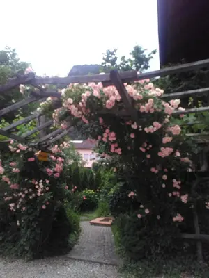 an arch covered in pink roses on a fence at Haus Tinkhauser in Vilpiano