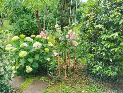 a garden with pink and white flowers and trees at Haus Tinkhauser in Vilpiano