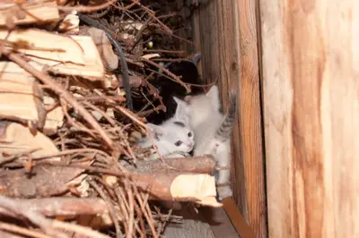 a kitten is laying in a pile of wood at Hölzlhof Apartments in Rasun di Sopra