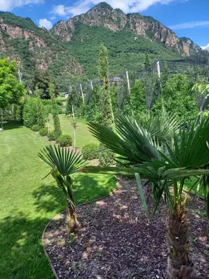 a garden with palm trees and mountains in the background at Garni Unterspeiser in Terlano