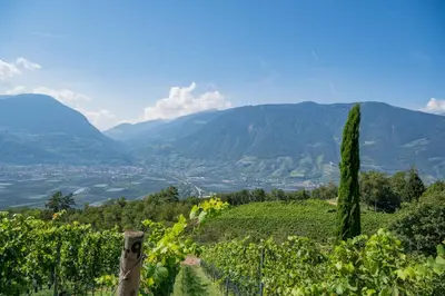a view of a vineyard with mountains in the background at Romantik Chalet im Weingut Eichenstein in Merano
