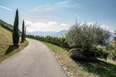 a winding road in a vineyard with trees and bushes at Romantik Chalet im Weingut Eichenstein in Merano
