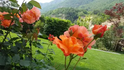 a group of flowers in a yard with mountains in the background at Hofer Hof in Andrian