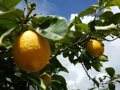 three oranges hanging from a lemon tree at Hofer Hof in Andrian