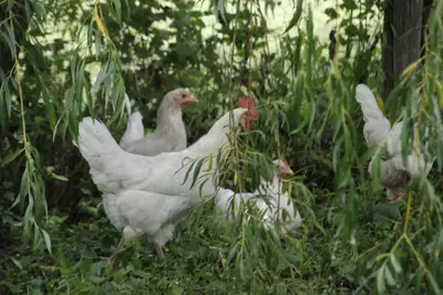 a group of white chickens standing in the grass at Pitterlehof in Chienes