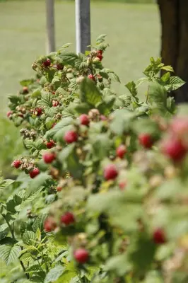 a row of plants with red berries on them at Pitterlehof in Chienes