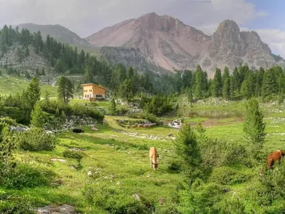 a cow grazing in a field with mountains in the background at Hotel Resa Blancia in San Vigilio Di Marebbe