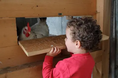 a little boy looking at a chicken in a wooden box at Spisserhof in Chiusa