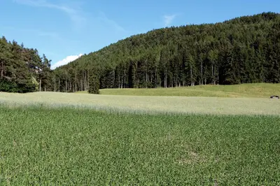 a field of grass with trees in the background at Spisserhof in Chiusa
