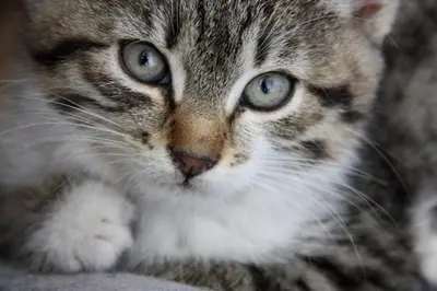 a cat with blue eyes sitting on a couch at Spisserhof in Chiusa