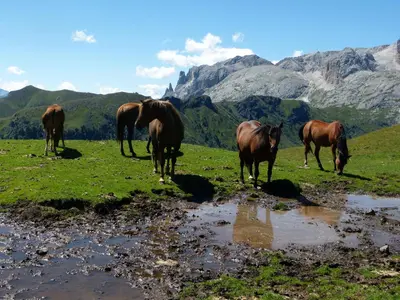 a group of horses grazing in a field with mountains at Residence Perwanger in Fiè