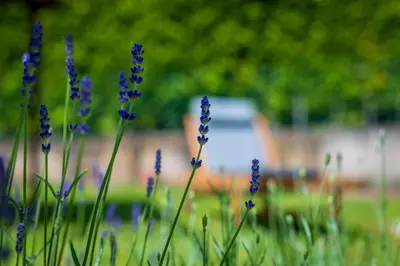 a bunch of purple flowers in the grass at Ferienwohnungen Atz in Termeno