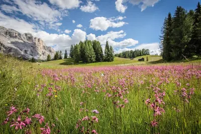 a field of pink flowers in the mountains at Casa Serac´ in La Valle