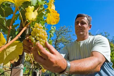 a man is standing next to a bunch of grapes at Brugger Hof in Feldthurns