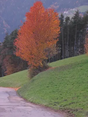 a tree on a hill next to a road at Brugger Hof in Feldthurns