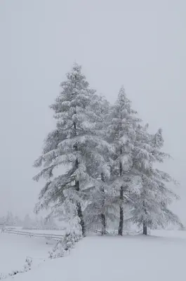 a snow covered pine tree in a field at Stockerhof in San Lorenzo di Sebato