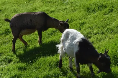 two goats grazing in a field of grass at Brünnl's Försterhütte in Parcines