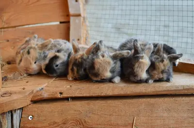 a group of baby rabbits sitting on a wooden floor at Apartments Oberpichlhof in Valdaora