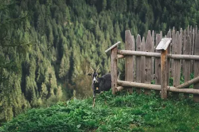 a goat standing next to a wooden fence at Apartments Oberpichlhof in Valdaora