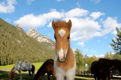 a group of horses standing in a field with mountains at Hotel Al Sonnenhof in San Vigilio Di Marebbe