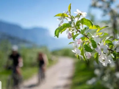 a tree with white flowers and people on a path at Ansitz Strengherrnhof in Caldaro