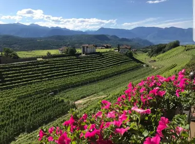 a view of a vineyard with pink flowers at Ansitz Strengherrnhof in Caldaro