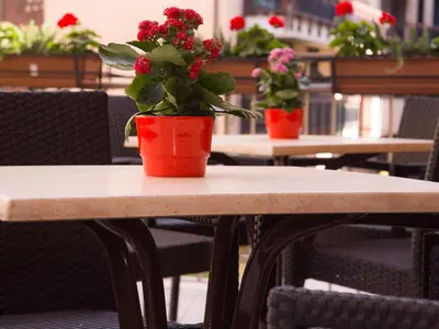 a potted plant sitting on top of a table at Hotel Regina in Bolzano