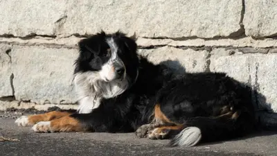 a dog laying on the ground next to a brick wall at Agriturismo Gfaderhof in Bressanone
