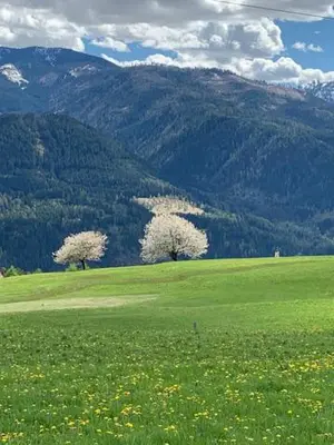 two trees in a green field with mountains in the background at Hotel Alla Rocca in Varena