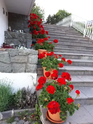 a bunch of red flowers in pots on the stairs at Parc Hotel Florian in Siusi
