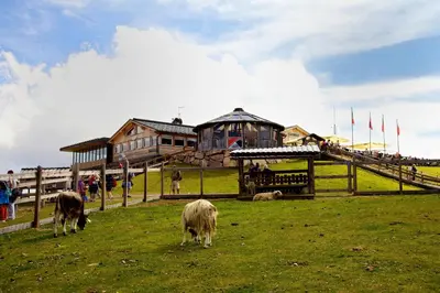 a group of cows grazing in a field in front of a building at Castelir Suite Hotel in Panchia