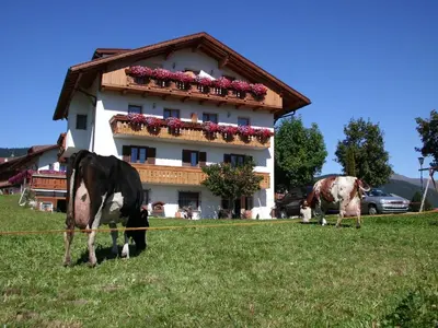 two cows grazing in a field in front of a building at Rosenheim in Maranza