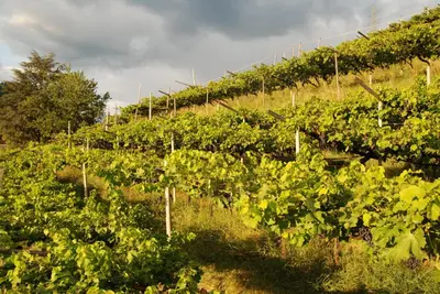 a row of green plants in a field at Weingut Messnerhof in Bolzano