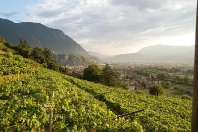 a view of a vineyard with mountains in the background at Weingut Messnerhof in Bolzano