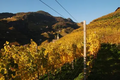 a hillside with a telephone pole and trees at Weingut Messnerhof in Bolzano