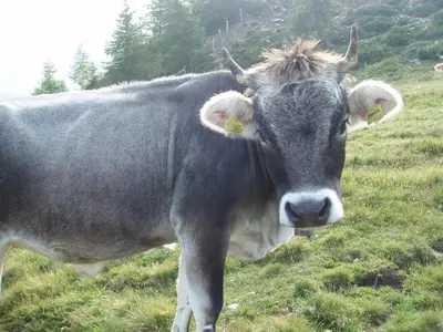 a cow is standing in a field of grass at Thalerhof in Prenn