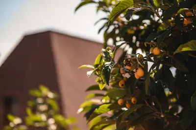 a tree with lots of oranges growing on it at Villa Baronessa in Caldaro