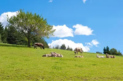 a herd of cows laying in a field of grass at Gasthof Ebner Pfiffikus in Aldino