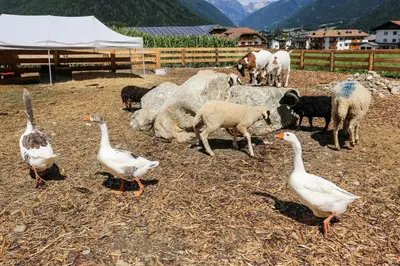 a group of geese and sheep standing in a field at Lerchnhof in Valdaora