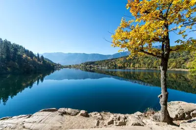 a tree on the shore of a lake in the fall at Strahlerhof in Appiano sulla Strada del Vino