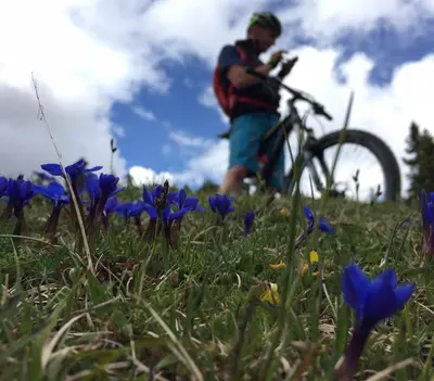 a man riding a bike in a field with blue flowers at Garni Raetia in Corvara in Badia