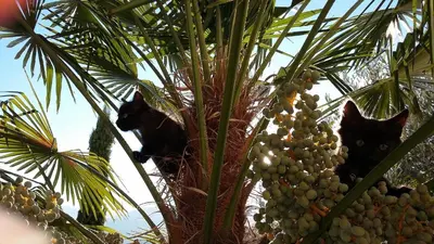 two cats are sitting in a palm tree at Brandlgut in Bolzano